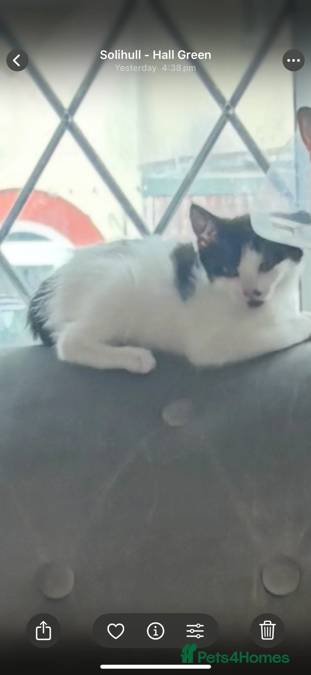 Mixed Breed cats for sale: One female kitten  - Advert 3