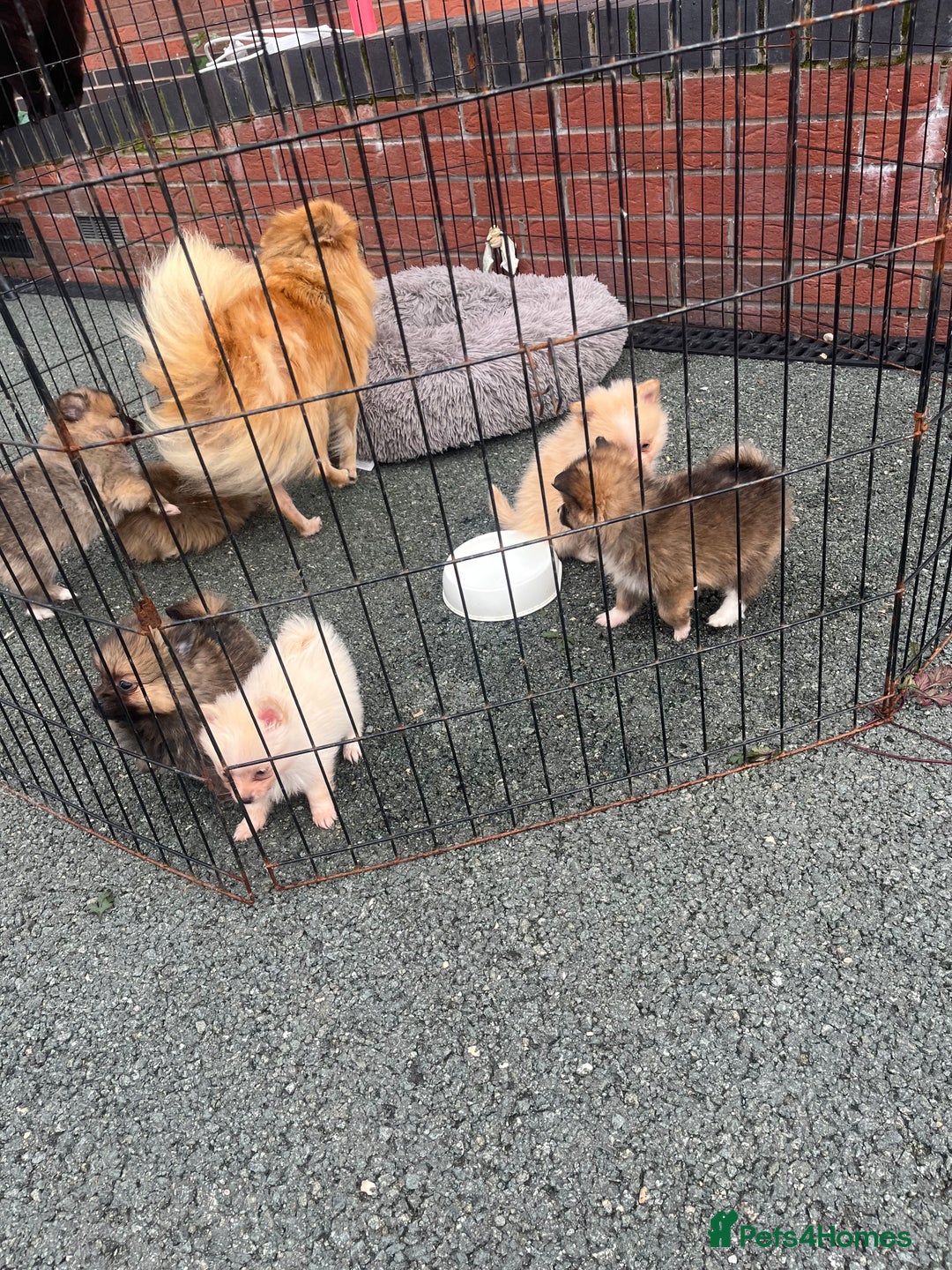 Pomeranian dogs for sale: Pomeranian puppies  - Image 2
