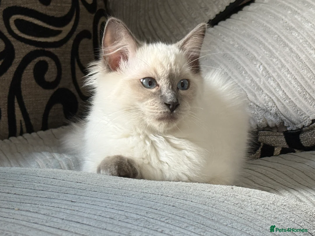 Ragdoll cats for sale: Stunning Ragdoll Boy – Alpha 💙 in North Walsham - Advert 9