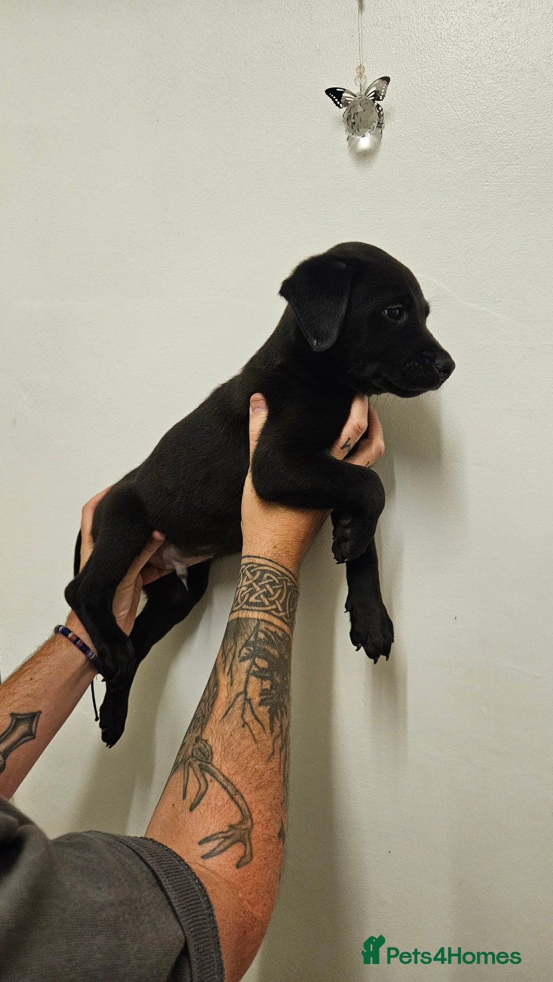 Mixed Breed dogs for sale: Lab x lurcher - Image 2