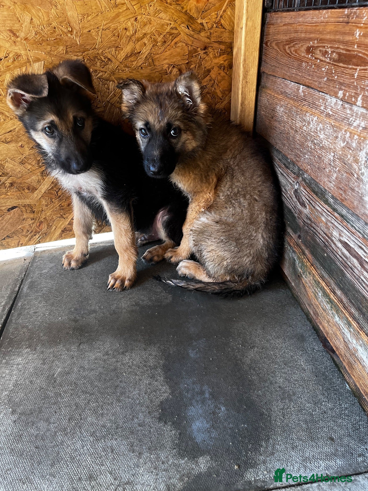 German Shepherd dogs German shepherd puppies  - Advert 2