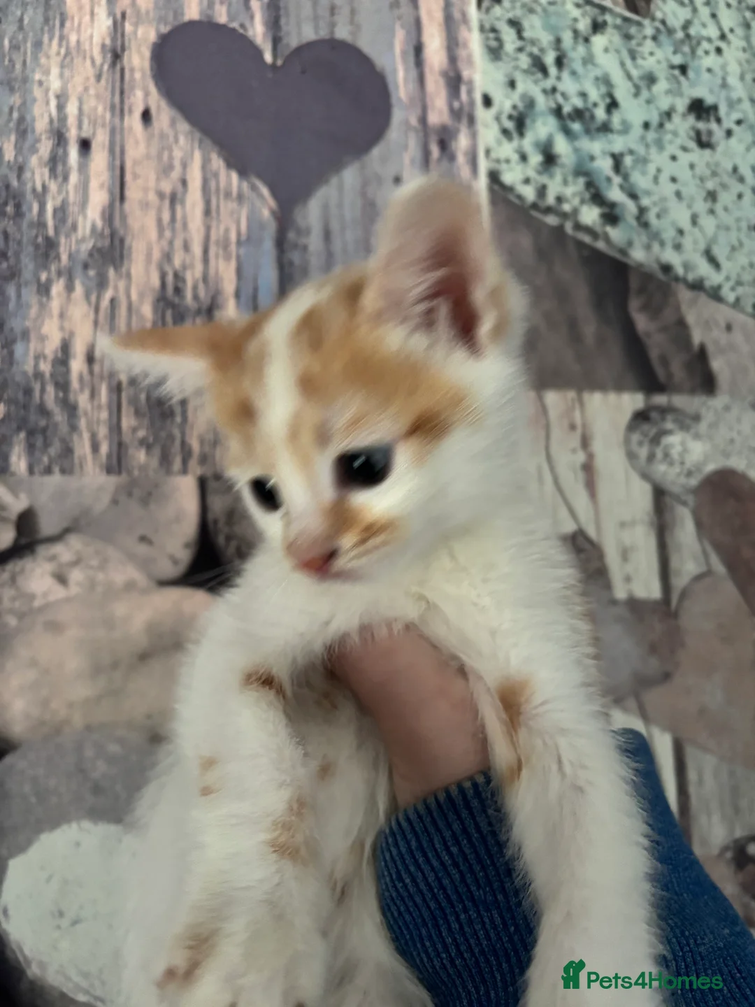 Mixed Breed cats for sale: Stunning ginger kittens  - Advert 8