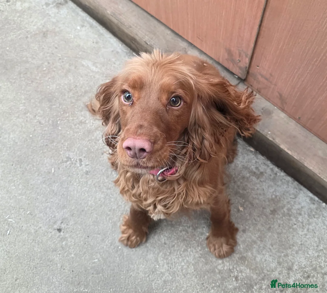 Cocker Spaniel dogs for sale: 2 year old Cocker Spaniel  - Advert 1