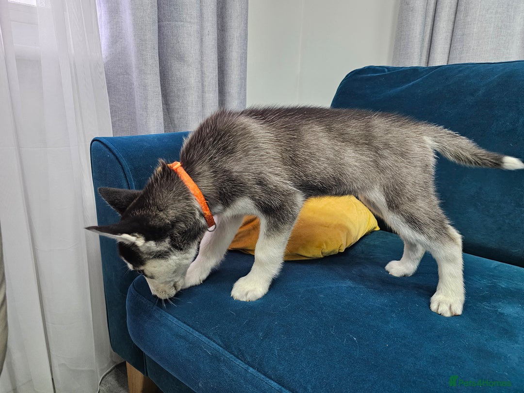 Siberian Husky dogs for sale: Pure Siberian Husky females. Ready to go  - Advert 10