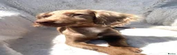 Cocker Spaniel dogs for sale: 6 Beautiful Cocker Spaniel puppies  - Advert 2