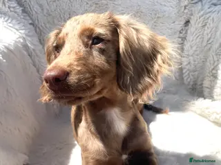 Cocker Spaniel dogs 6 Beautiful Cocker Spaniel puppies - Advert 11