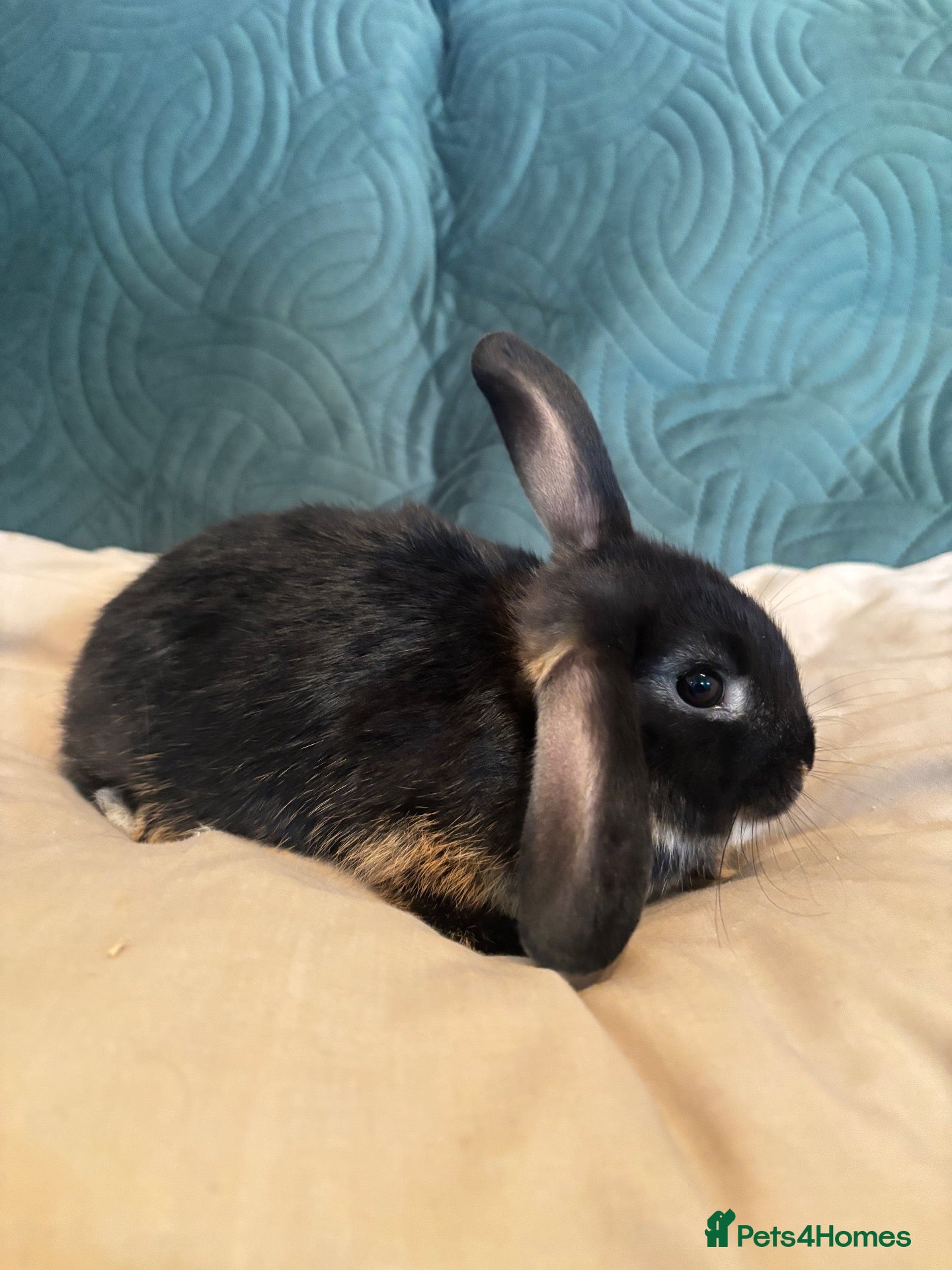 Mixed Breed rabbits 4 mini lop cross 3 female 1 male - Advert 2