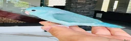 Parrots birds for sale: Gorgeous Parrots with Amazing Personalities in Norwich - Advert 4
