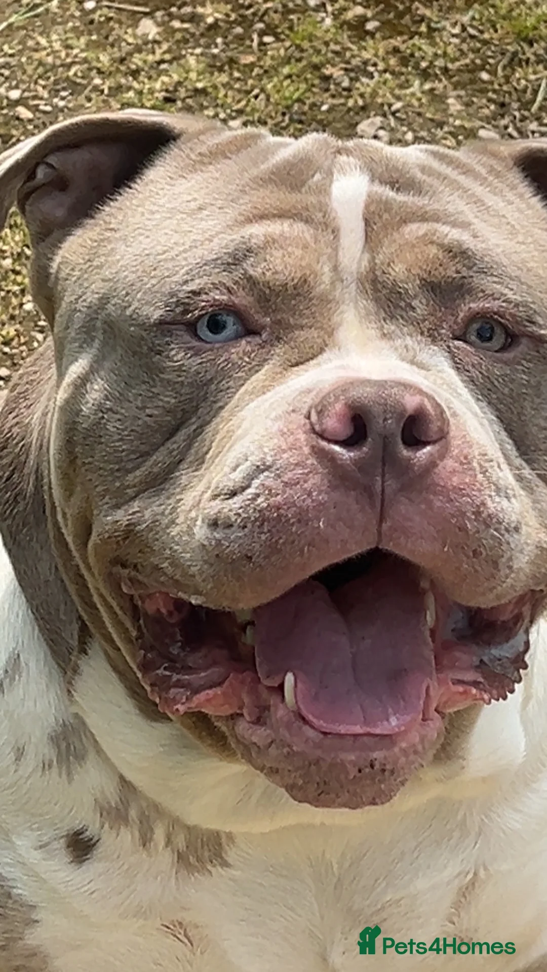 Mixed Breed dogs for sale: Beautiful bulldog /mastiff cross  - Advert 5