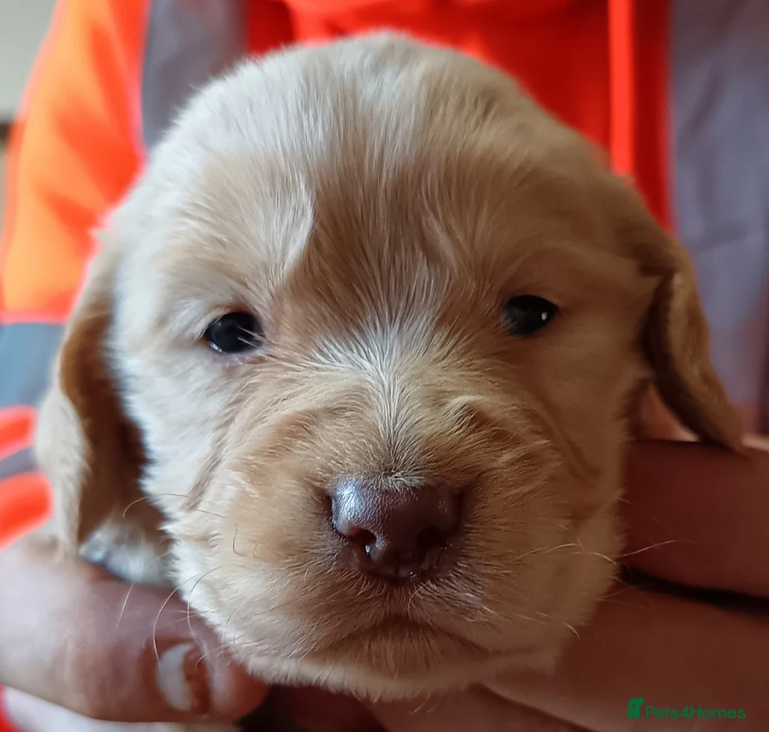 Cocker Spaniel dogs for stud: KC REGISTERED WORKING COCKER SPANIEL FOR STUD in Rhayader - Advert 26