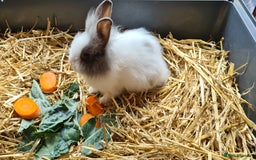 Lionhead rabbits for sale: READY NOW! Beautiful Baby Lionhead Bunnies - Image 3