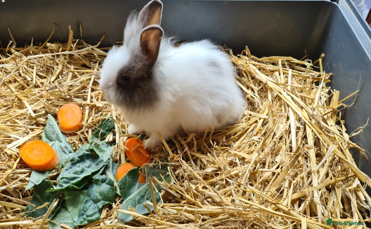 Lionhead rabbits - Advert 16