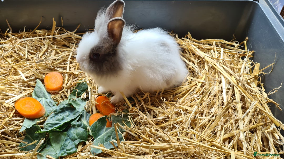 Lionhead rabbits for sale: READY NOW! Beautiful Baby Lionhead Bunnies - Image 3