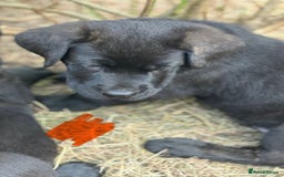 Mixed Breed dogs for sale: German Shepherd cross Mastiff - Image 23