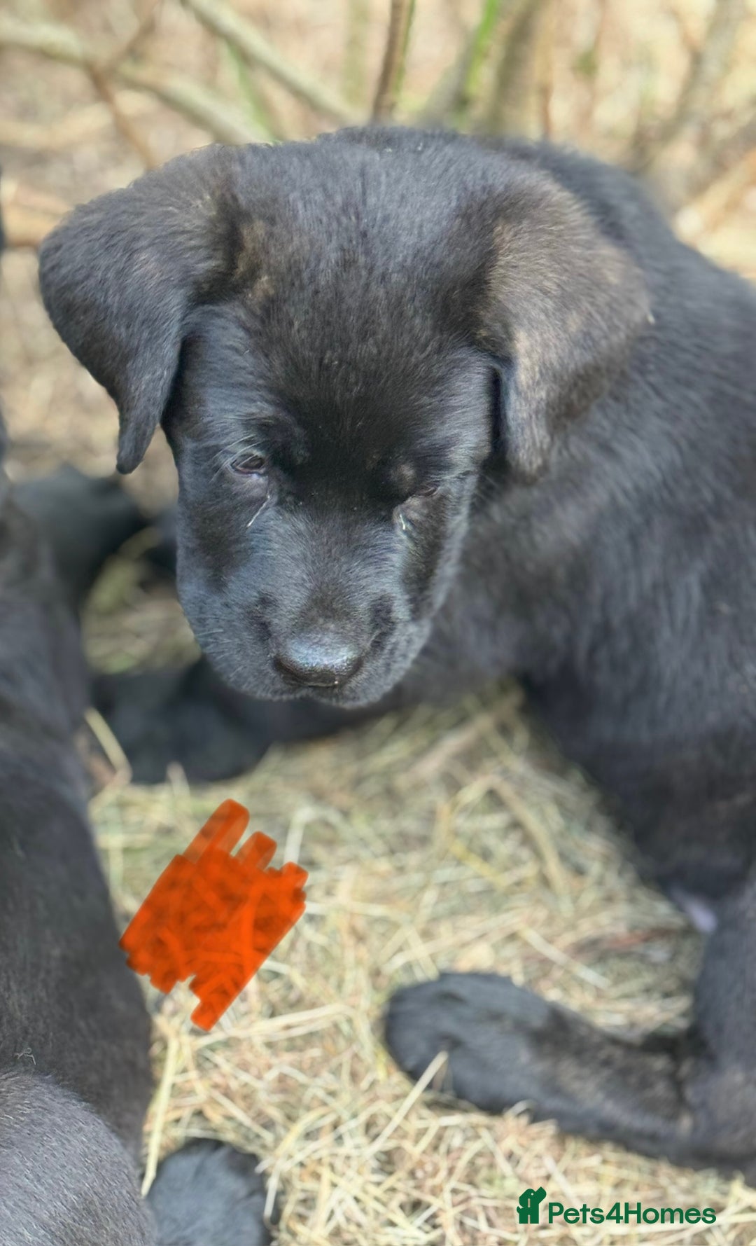 Mixed Breed dogs for sale: German Shepherd cross Mastiff - Image 23