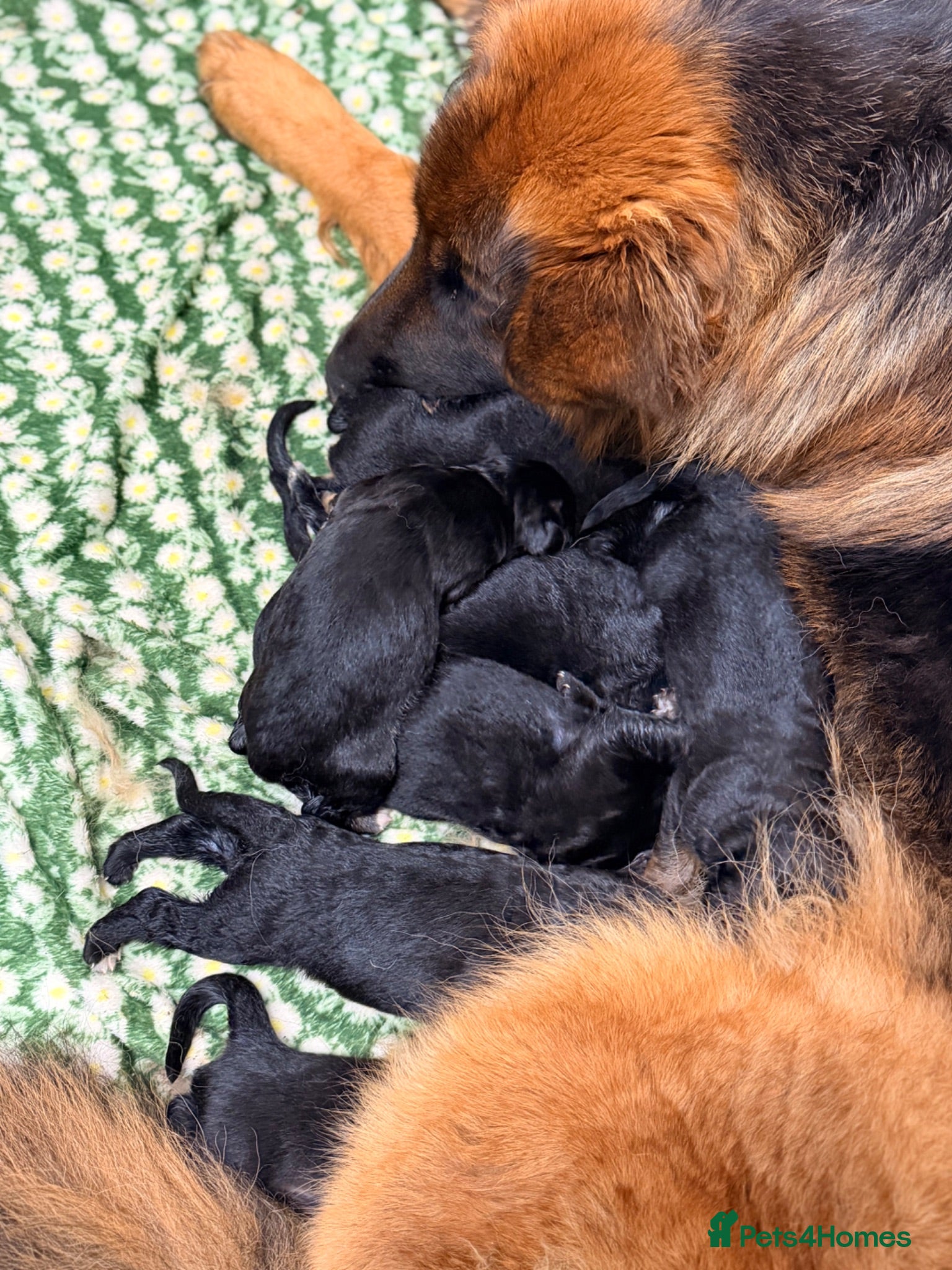German Shepherd dogs 🐾 KC Registered German Shepherd Puppies 🐾 - Advert 2