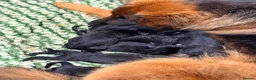 German Shepherd dogs for sale: 🐾 KC Registered German Shepherd Puppies 🐾 in Kirkcaldy - Advert 1