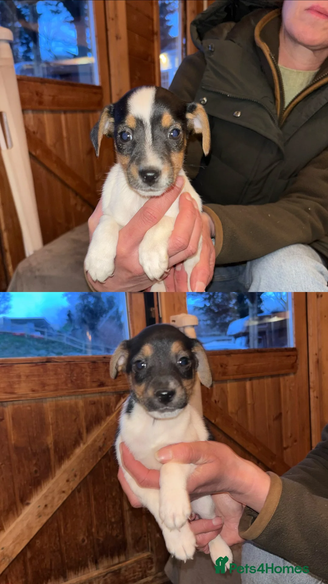 Jack Russell dogs for sale: 2 lovely small girls  - Advert 1