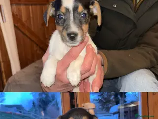 Jack Russell dogs 2 lovely small girls - Advert 1