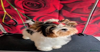 Biewer Terrier dogs - Advert 2