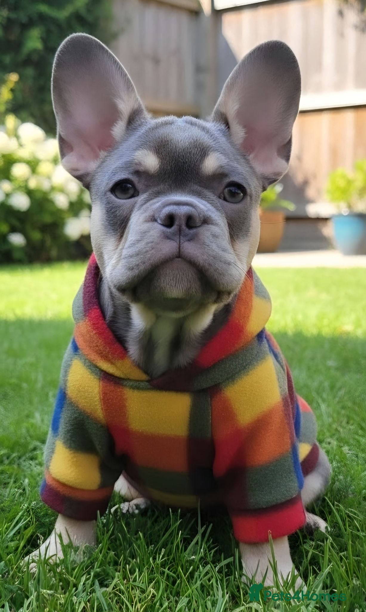 French Bulldog dogs Probably the best litter of Frenchies in the UK - Advert 1