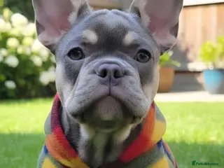 French Bulldog dogs Probably the best litter of Frenchies in the UK - Advert 4