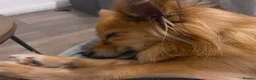 Pomchi dogs for sale: 5 year old PomChi looking for a new home - Advert 5