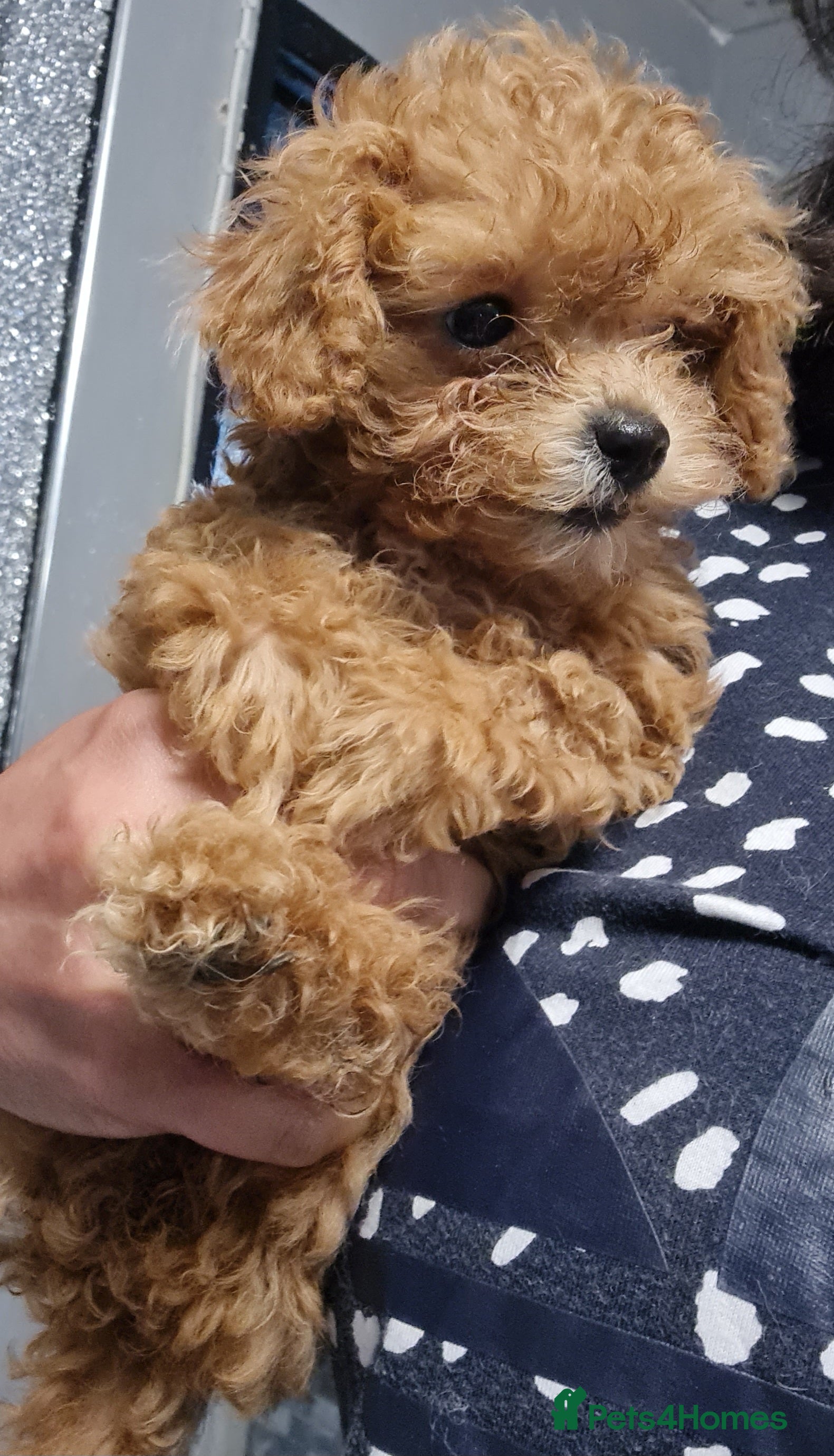 Toy Poodle dogs 4 kc Real Toy Poodle puppies  - Advert 9