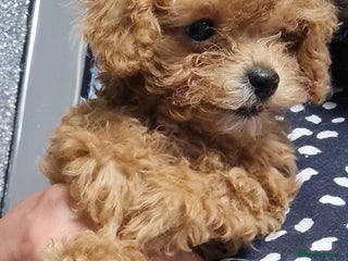 Toy Poodle dogs 4 kc Real Toy Poodle puppies - Advert 9