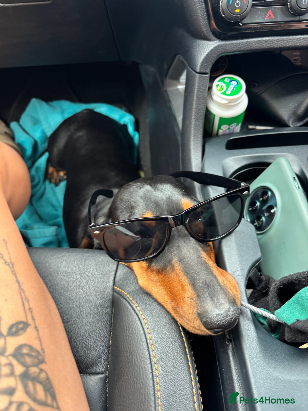 Dachshund dogs for sale: Kc standard Black and Tan dachshunds - Image 25