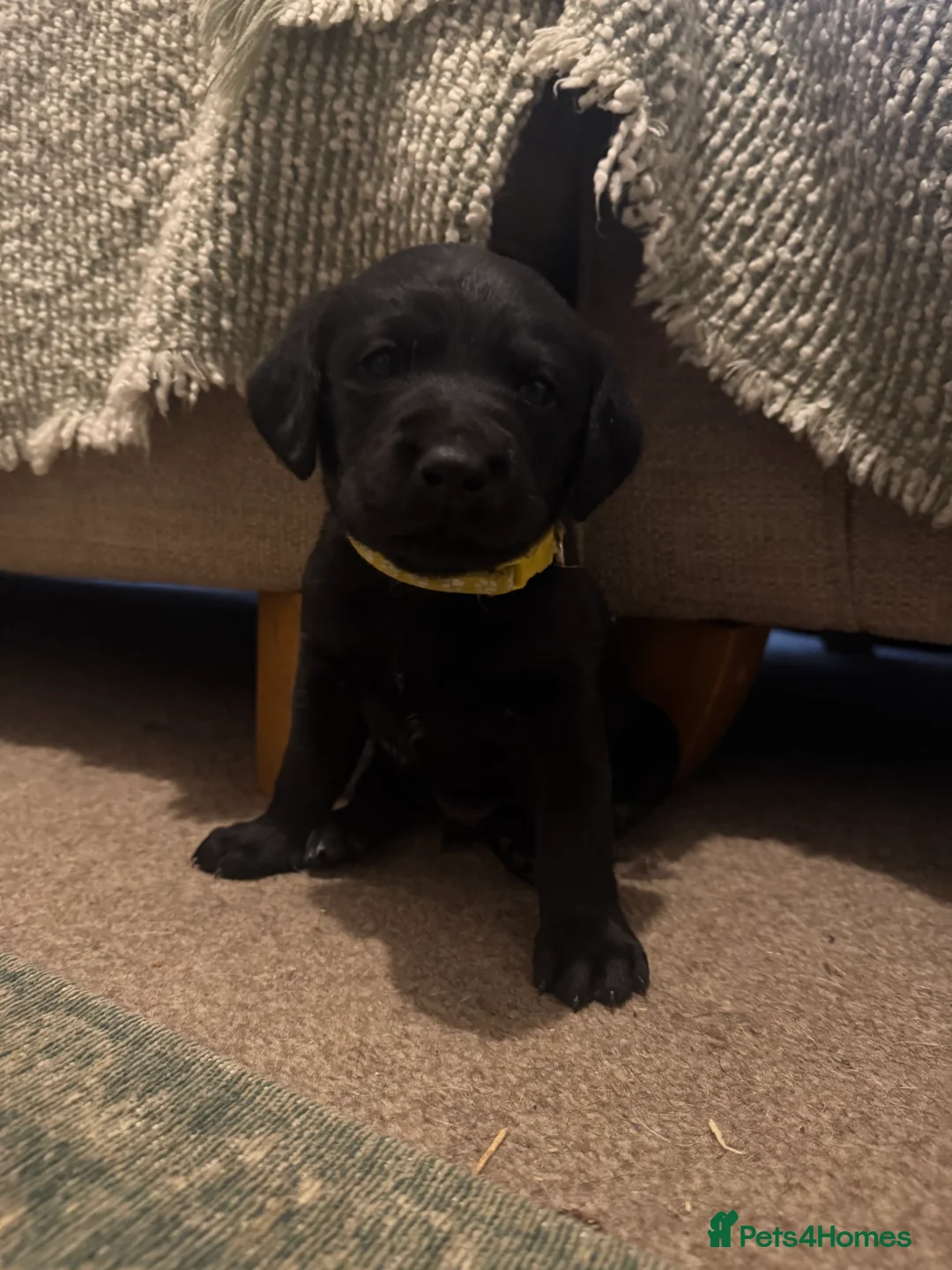 Labrador Retriever dogs for sale: Beautiful KC registered Lab boys  - Advert 23