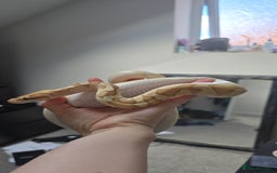 Python Snake reptiles for sale: Ball Python + full set up - Image 3