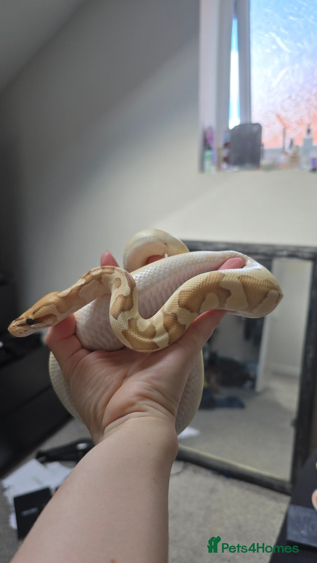 Python Snake reptiles for sale: Ball Python + full set up - Image 3