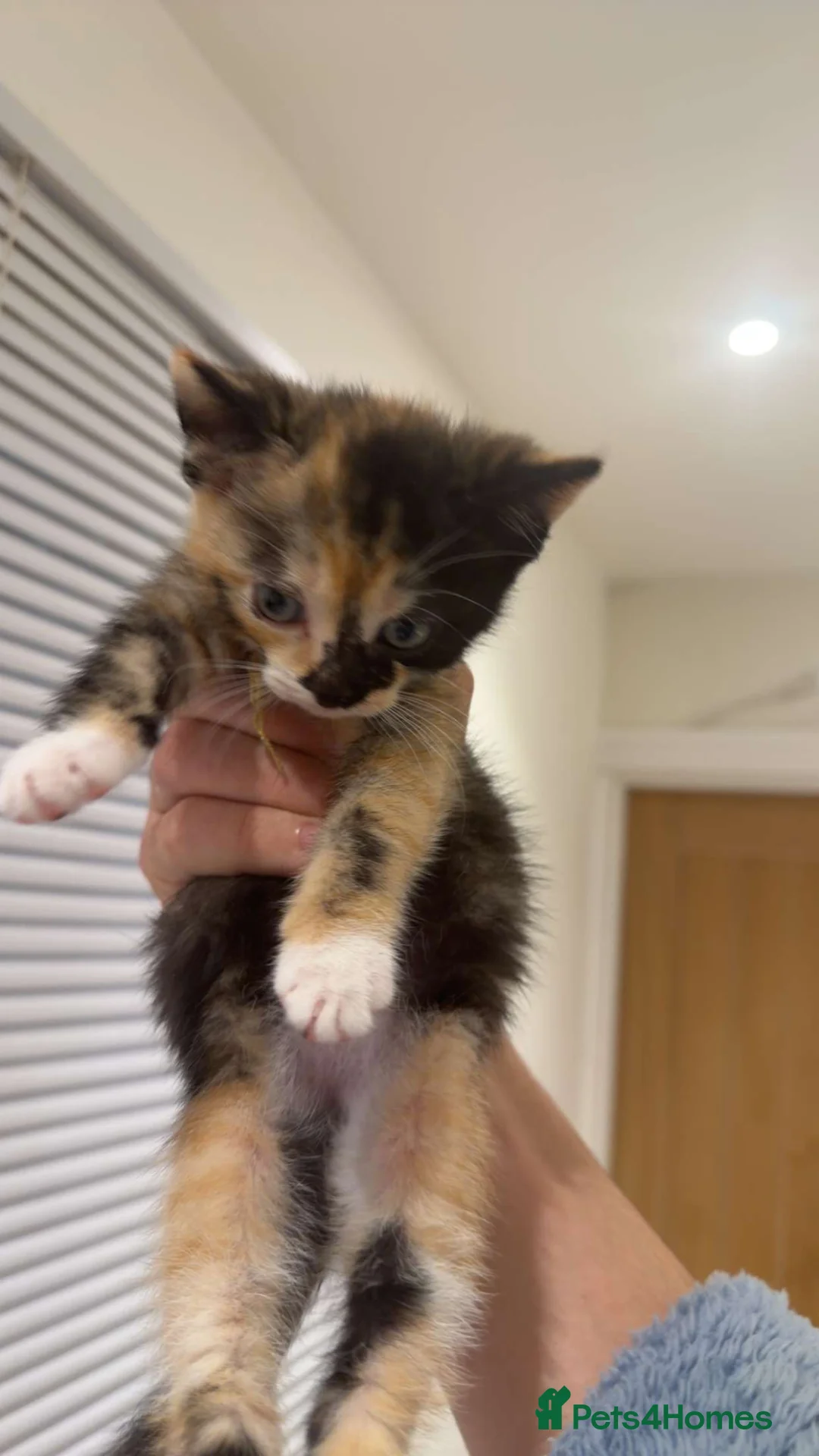 Mixed Breed cats for sale: selling 2-3 month old kitties - Advert 18