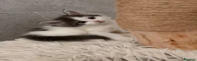 Maine Coon 2