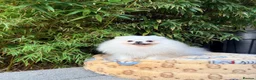 Pomeranian dogs for sale: SUPER TINY WHITE POMERANIAN BOY - Advert 20