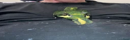 Parrots birds for sale: Hand reared Kakariki  - Advert 3
