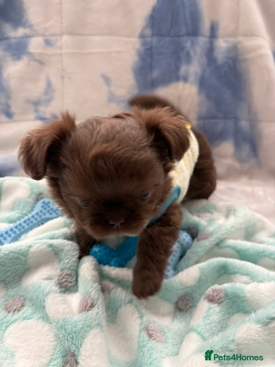 Chihuahua dogs for sale: Russian long-haired Chihuahua - Advert 3