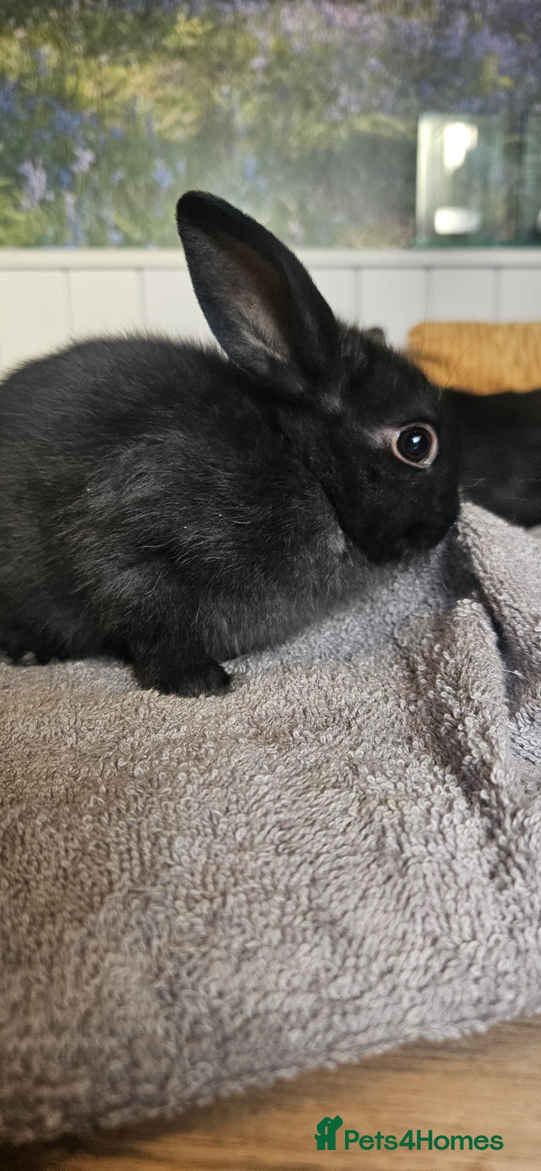 Mixed Breed rabbits for sale: Baby bunnies for sale - Image 5