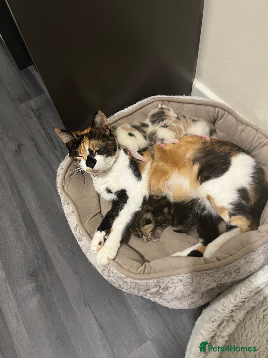 Mixed Breed cats for sale: Kittens for sale - Advert 2