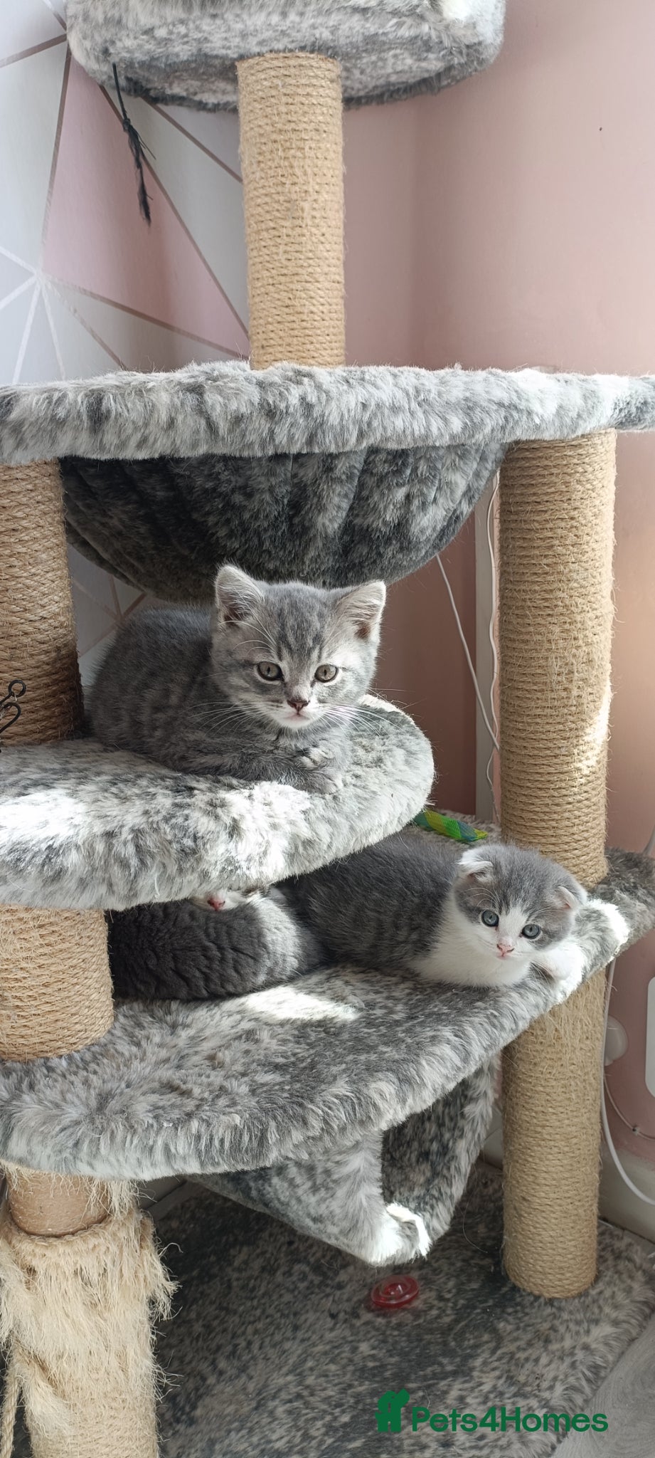 Scottish Fold cats Scottish fold kittens - Advert 2