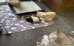 Bengal cats for sale: Bengal Mixed Litter - 2 Ginger & 1 Blue/Grey - Image 11