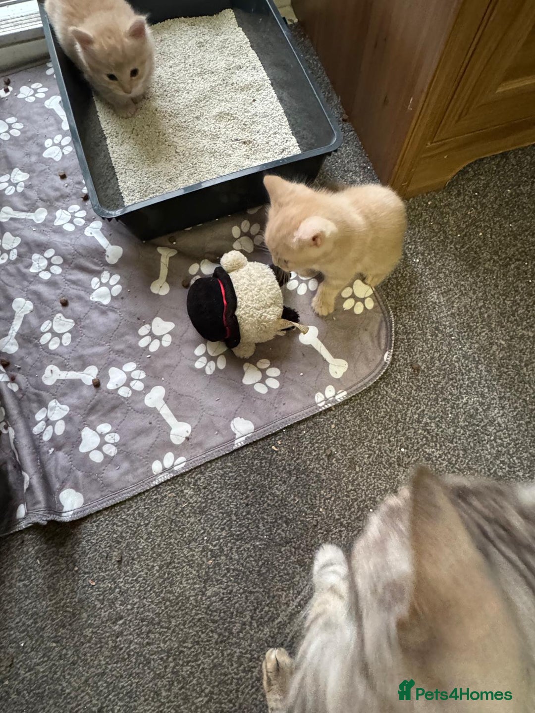 Bengal cats for sale: Bengal Mixed Litter - 2 Ginger & 1 Blue/Grey - Image 11