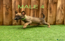 Belgian Shepherd Dog dogs for sale: Beautiful Belgium Malinois pups for sale  - Image 19