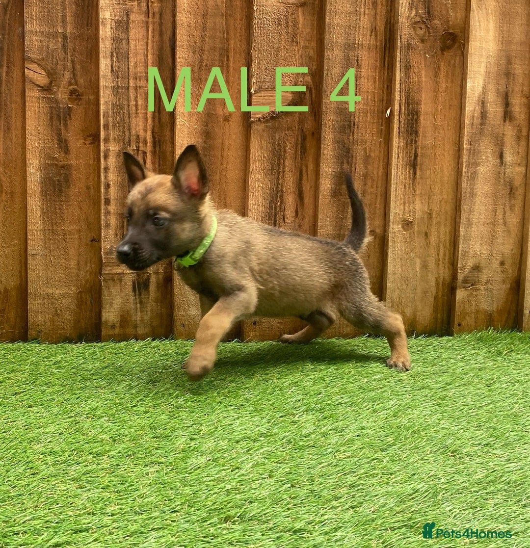 Belgian Shepherd Dog dogs for sale: Beautiful Belgium Malinois pups for sale  - Image 19