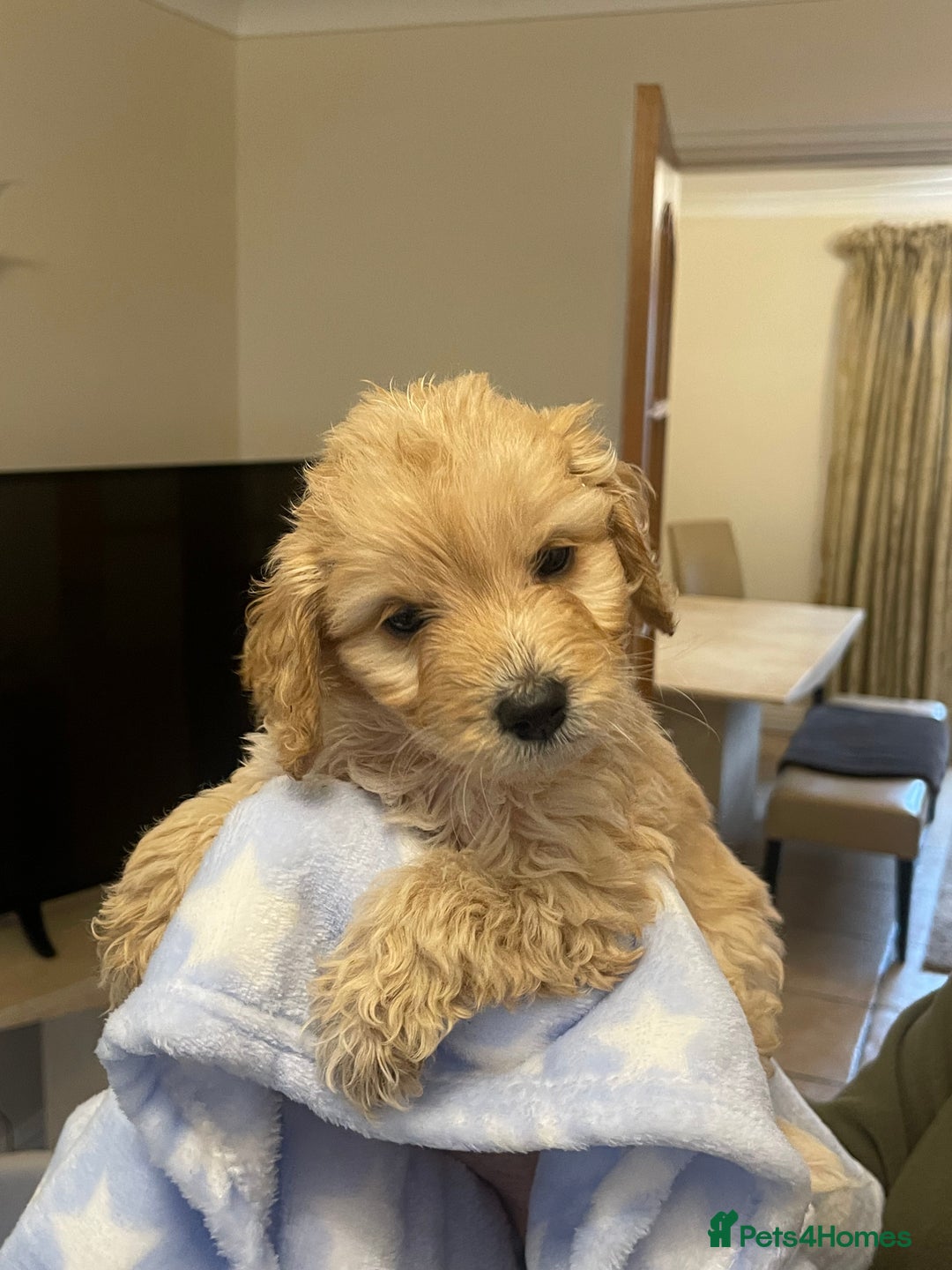 Cockapoo dogs for sale: 🐾 Beautiful Cockapoo Puppies for Sale 🐾 - Advert 19