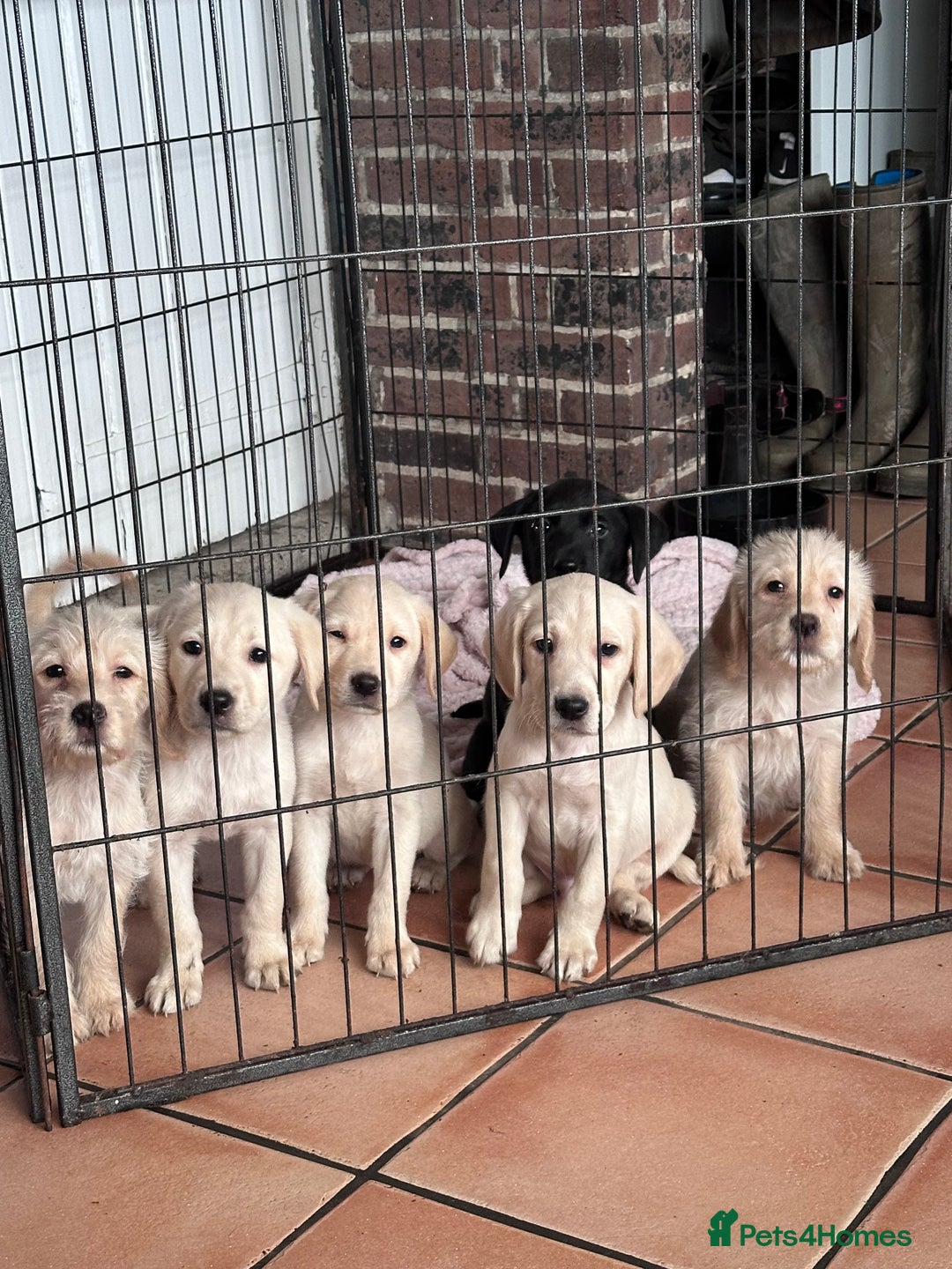 Labrador Retriever dogs for sale: 6 gorgeous Labrador puppies  - Advert 8