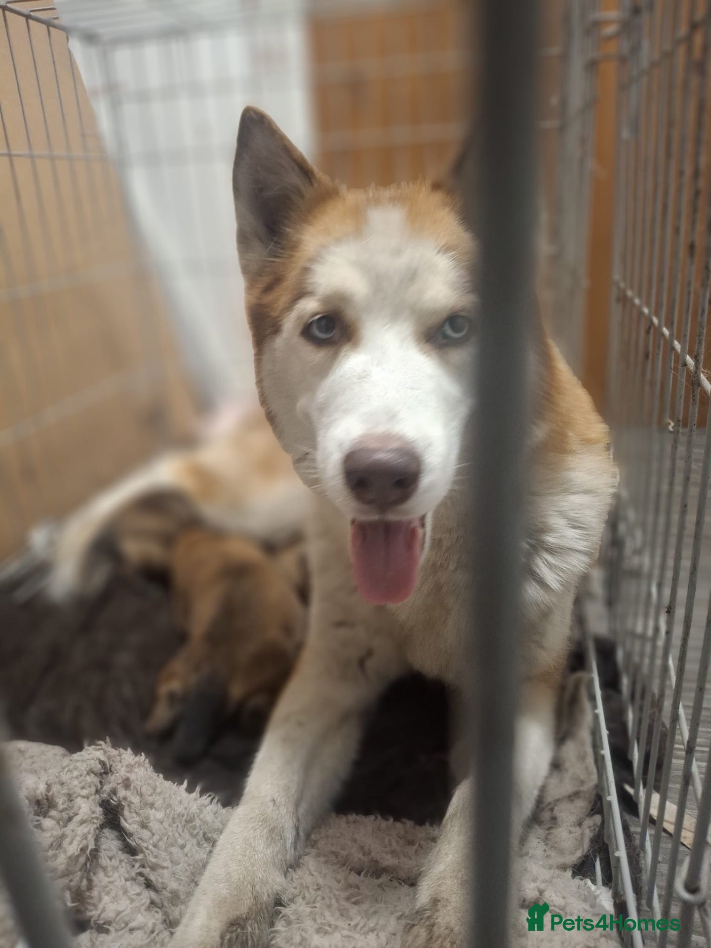 Mixed Breed dogs 🐾✨ BEAUTIFUL HUSKY x BELGIAN MALINOIS PUPPIES ✨🐾 - Advert 1