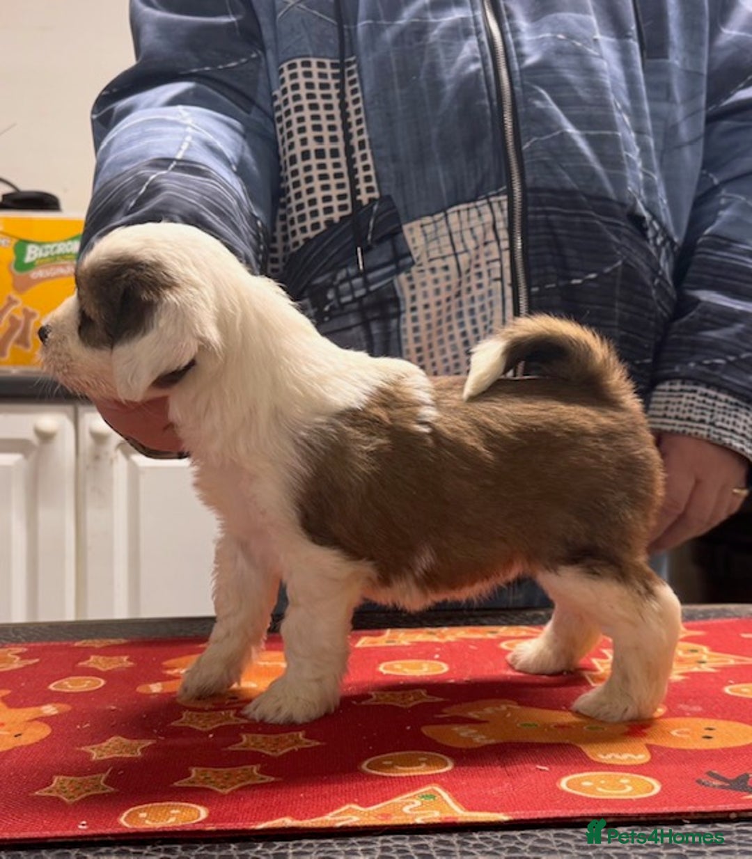 Tibetan Terrier dogs for sale: Araki Tibetan Terriers for Sale - Advert 1