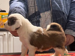 Tibetan Terrier dogs Araki Tibetan Terriers for Sale - Advert 1